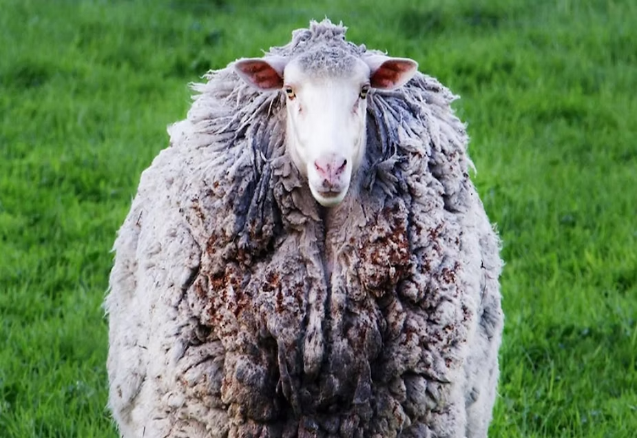 Isaiah Shears Simplot Isaiah 53:4-12 – Black sheep at the shears of the Good Shepherd ...